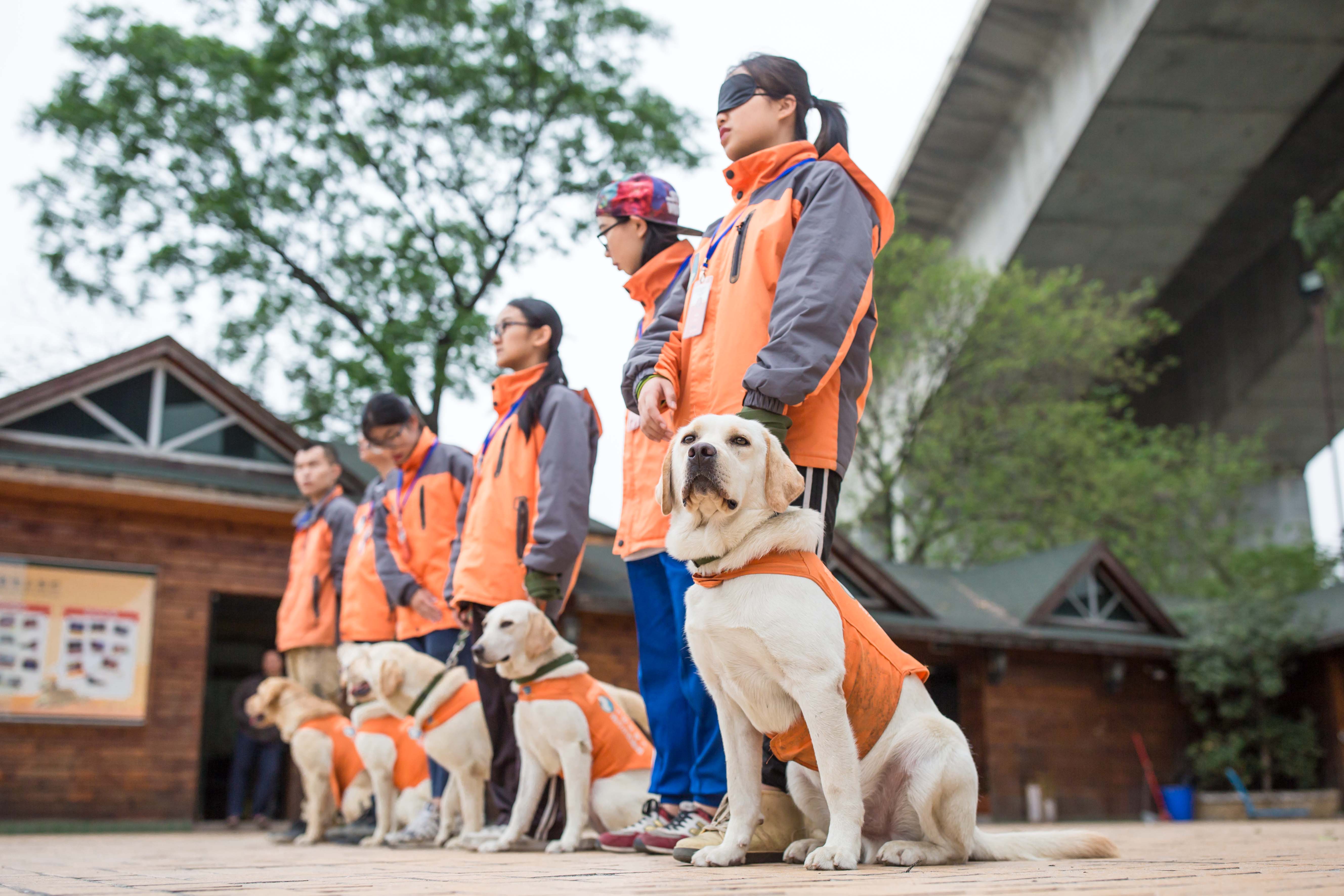 图/导盲犬南方示范中的导盲犬正在训练